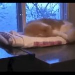comfy surprise GIF Template