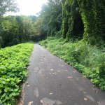 Kudzu in Pisgah