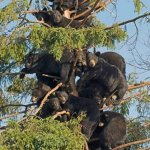 bear tree | A HOMELESS SHELTER FOR BEARS. WE 
REALLY NEED TO PLANT MORE TREES! Angel Soto | image tagged in animal meme,bears,homeless,shelter,plant,trees | made w/ Imgflip meme maker