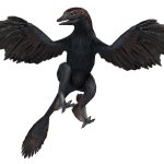 Microraptor (JWA Design)