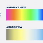 Dogs Humans color-blindness sanity viewpoint perception