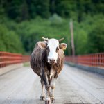 Cow On Bridge Stock Photo