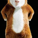 Hamster