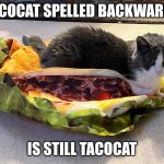 Tacocat | TACOCAT SPELLED BACKWARDS; IS STILL TACOCAT | image tagged in tacocat,cat,taco,cat taco | made w/ Imgflip meme maker