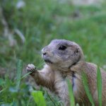 Prarie dog eating grass template
