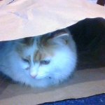 Cat in the bag! meme