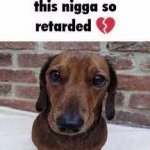 this dog so retarded meme