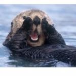 Excited Otter meme