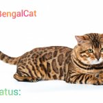 TheBengalCat Annoucment template meme