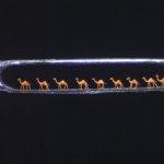 camels in the eye of a needle