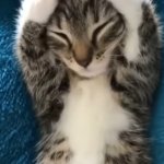 Panic Kitten template