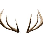 Antlers