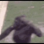 running monkey GIF Template