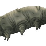 Tardigrade