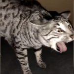 Screaming or disgusted cat