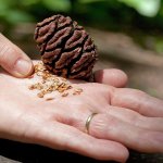 Giant Sequoia cone and seed