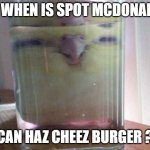 can haz cheez burger? | ME WHEN IS SPOT MCDONALDS; CAN HAZ CHEEZ BURGER ? | image tagged in can haz cheez burger | made w/ Imgflip meme maker