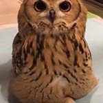 Patient Owl Boi