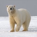 lonely polar bear