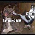 cat kung fu fighting | MY ATTENTION SPAN; ANYTHING EVER | image tagged in cat kung fu fighting | made w/ Imgflip meme maker