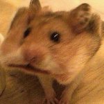 hamster with a cracker in it's mouth