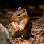 Chipmunk eating a pecan