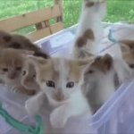 Mewling Crying Kittens Cats GIF Template