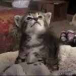 Mewling kitten pussy cat GIF Template