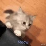 Mewling Kitten crying cat pussy pussie GIF Template