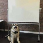 Dog's Presentation