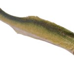 Styxosaurus (JWE Design)