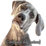 Confused dog