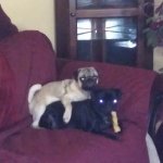 The Pug and Hug Pug