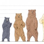 size.of.bears