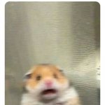 Screaming Hamster | WHEN YOU TRY TO DELETE TWICE BUT YOU ACCIDENTLY HIT THE POWER BUTTON TWICE AND YOU SEE YOUR COMPUTER SCREEN FADING | image tagged in screaming hamster | made w/ Imgflip meme maker