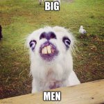irony llama | BIG; MEN | image tagged in irony llama | made w/ Imgflip meme maker