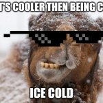 ICE COLD | WHAT'S COOLER THEN BEING COOL? ICE COLD | image tagged in freezing hump day camel | made w/ Imgflip meme maker