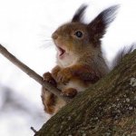 panicked squirrel