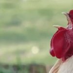 Chicken clucking GIF Template