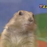 Surprised Gopher