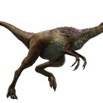 Gallimimus 2