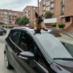 Dog in a sunroof
