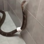 Bathroom Snake GIF Template
