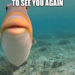 He is back | GARY HAS RETURNED TO SEE YOU AGAIN; HE MISSED YOLU | image tagged in staring fish | made w/ Imgflip meme maker