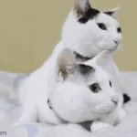 Cats Kittens ping pong watch watching GIF Template