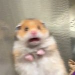 These Aren't The Screams You're Looking For | THESE ARE NOT THE SCREAMS YOU'RE LOOKING FOR | image tagged in hamster,scared hamster,scream,screaming,these aren't the droids you were looking for,droids | made w/ Imgflip meme maker