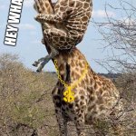 Funny Giraffe | HEY WHAT ?? YOU GOTTA TAKE ME THERE WHERE YOU GOT THOSE METARAFFES | image tagged in funny giraffe | made w/ Imgflip meme maker