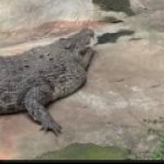 Sleeping croc