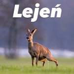 peeing deer lejeń