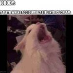 pain | NOBODY:; MY TEETH WHEN I ACCIDENTALLY BITE INTO ICE CREAM: | image tagged in screamin cat,aaaaaaaaaaaaaaaaaaaaa | made w/ Imgflip meme maker